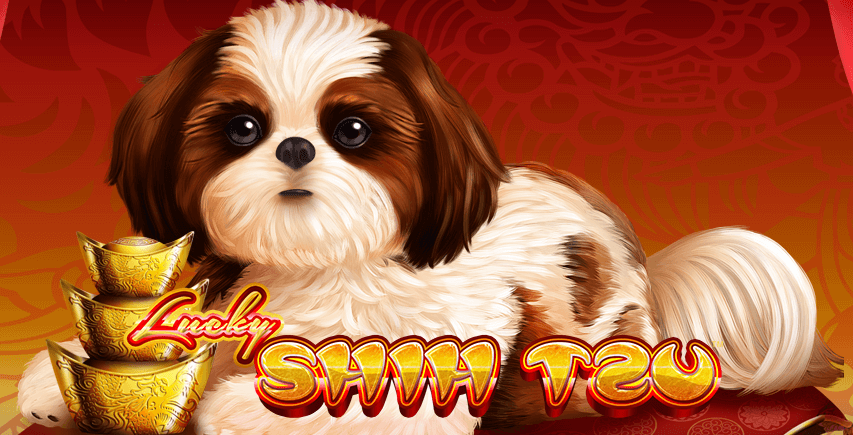 Lucky Shih Tzu